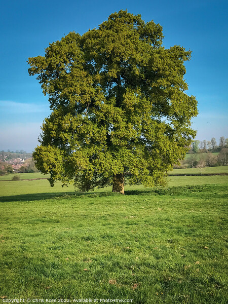 An oak tree in new lush green leaf Picture Board by Chris Rose