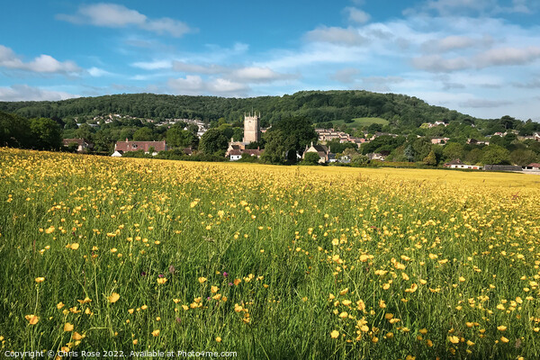Spring buttercups field landscape Picture Board by Chris Rose