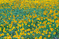 Click to show how this picture will look as a piece of wall art