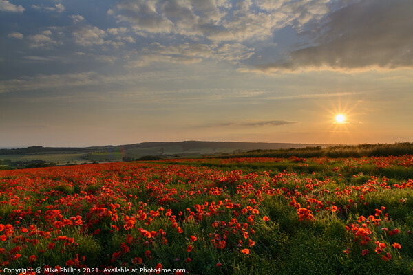 Sunset poppy field in Sussex Picture Board by Mike Phillips