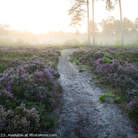 Buy canvas prints of Ethereal Dawn on Esher Common by Mike Phillips