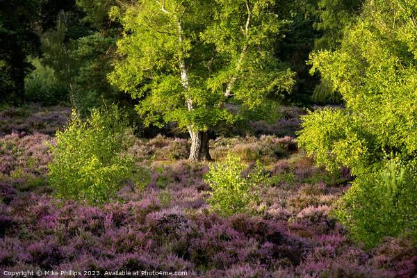 Sunlit Solitude Amidst Surrey Heather Picture Board by Mike Phillips