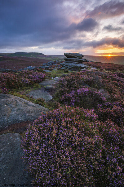 A Sunrise Amongst the Heather Picture Board by Steven Nokes