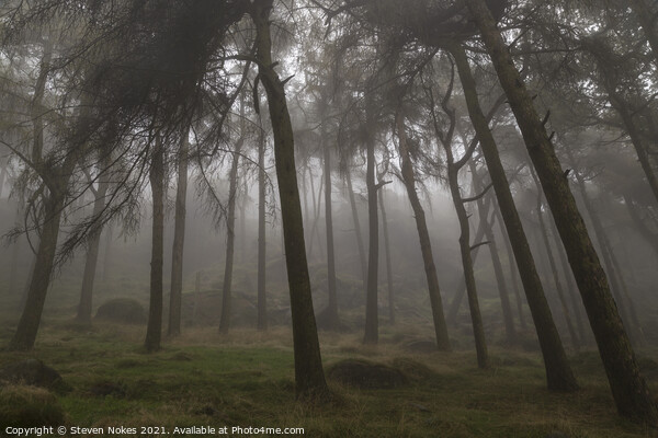 Enchanting Misty Roaches Forest Picture Board by Steven Nokes