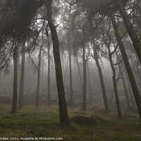 Buy canvas prints of Enchanting Misty Roaches Forest by Steven Nokes
