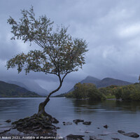 Buy canvas prints of Majestic Solitude by Steven Nokes