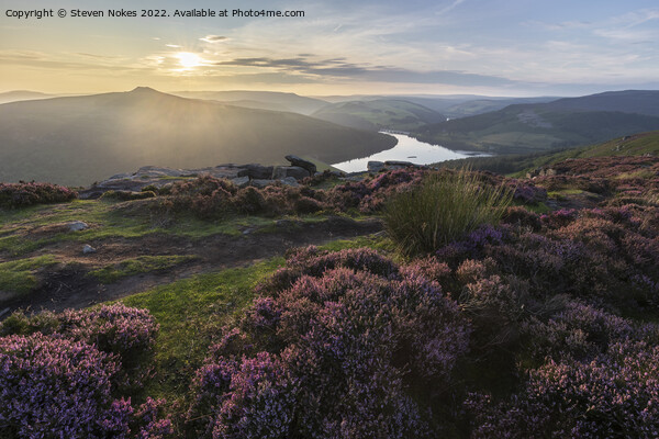 Heather Bloom on Bamford Edge Picture Board by Steven Nokes