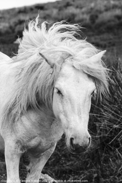 Dartmoor Pony Picture Board by Tamara Al Bahri