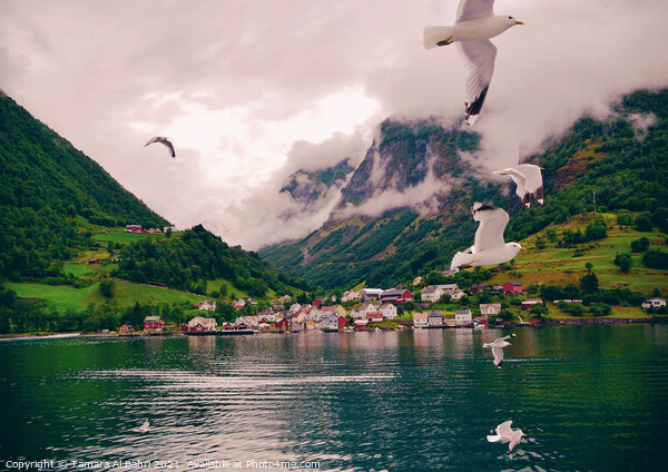 Seagulls Flying over a Norway Fjord Picture Board by Tamara Al Bahri