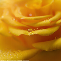 Buy canvas prints of Golden Rose by Tamara Al Bahri