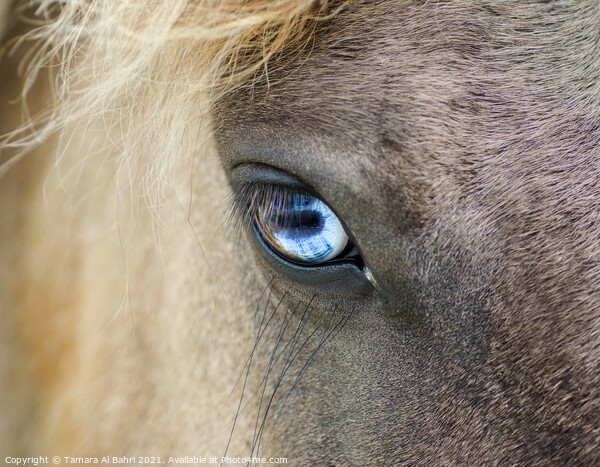 Eye of a Dartmoor Pony Picture Board by Tamara Al Bahri