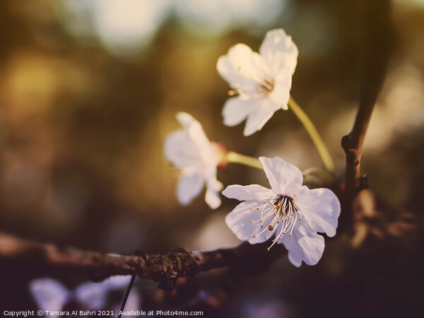 White Cherry Blossoms Picture Board by Tamara Al Bahri