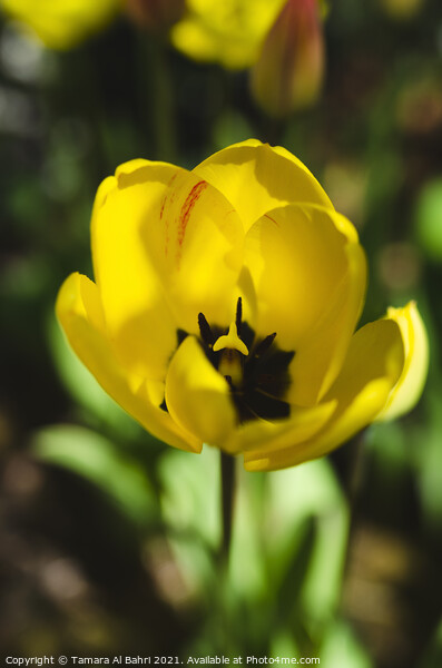 Yellow Tulip Flower Picture Board by Tamara Al Bahri