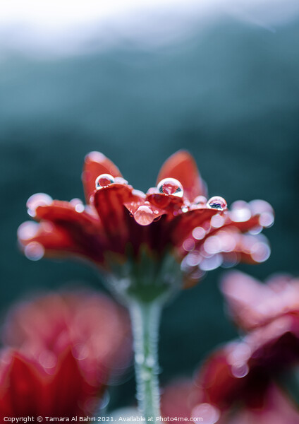 Raindrops on Red Flower Picture Board by Tamara Al Bahri