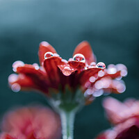 Buy canvas prints of Raindrops on Red Flower by Tamara Al Bahri