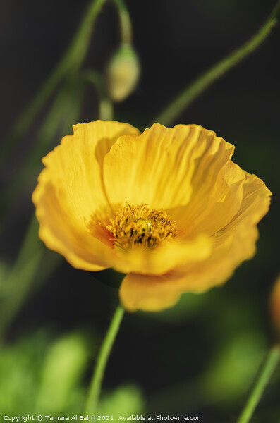 Yellow Poppy Flower Picture Board by Tamara Al Bahri