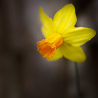 Buy canvas prints of Yellow Daffodil Flower by Tamara Al Bahri