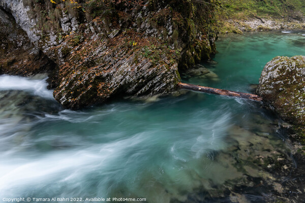 Vintgar Gorge, Slovenia Picture Board by Tamara Al Bahri