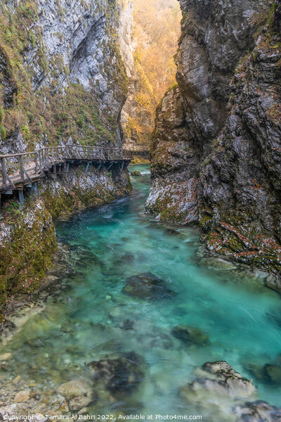 Vintgar Gorge, Slovenia Picture Board by Tamara Al Bahri