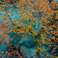 Buy canvas prints of Autumn Leaves in Vintgar Gorge by Tamara Al Bahri