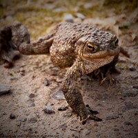 Buy canvas prints of Toad in the road by Angela Lee