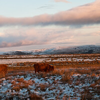 Buy canvas prints of Winter Grazing  by Angela Lee