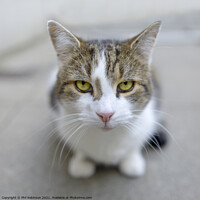 Buy canvas prints of Larry the Downing Street Cat by Phil Robinson