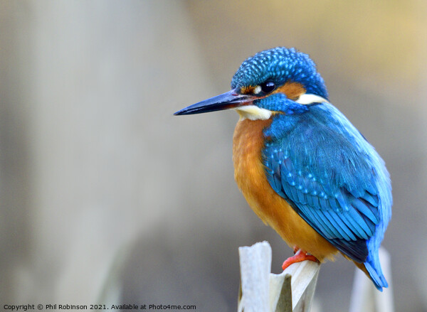 Kingfisher 1 Picture Board by Phil Robinson