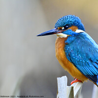 Buy canvas prints of Kingfisher 1 by Phil Robinson