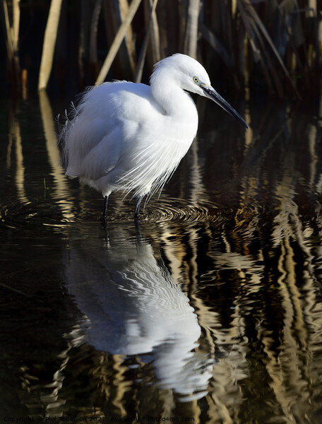 Little Egret Picture Board by Phil Robinson