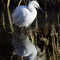 Buy canvas prints of Little Egret by Phil Robinson