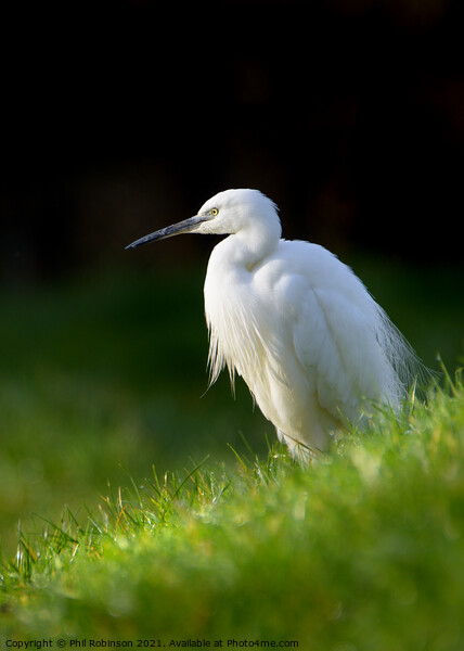 Little Egret 2 Picture Board by Phil Robinson
