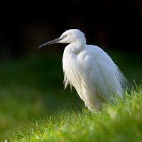 Buy canvas prints of Little Egret 2 by Phil Robinson