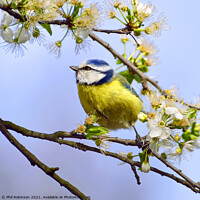 Buy canvas prints of Blue Tit in Spring by Phil Robinson