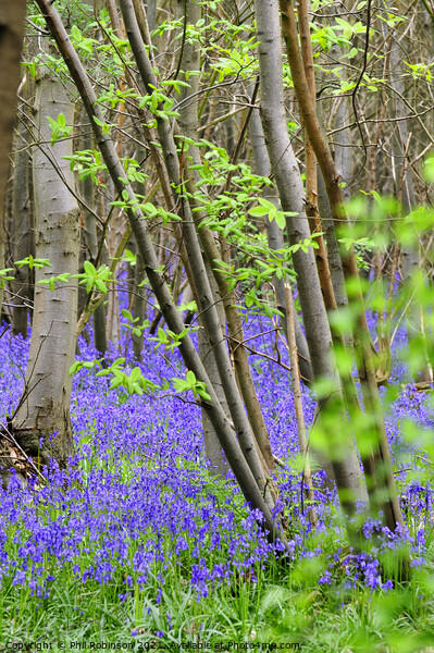 Bluebell Wood Picture Board by Phil Robinson