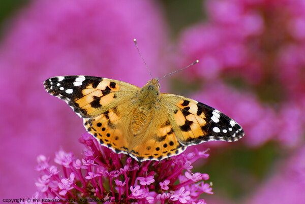 Painted Lady Butterfly Picture Board by Phil Robinson