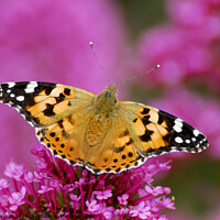 Buy canvas prints of Painted Lady Butterfly by Phil Robinson