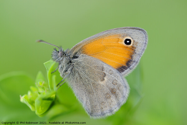 Small Heath Butterfly Picture Board by Phil Robinson