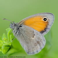 Buy canvas prints of Small Heath Butterfly by Phil Robinson