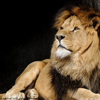Buy canvas prints of Lion, Amsterdam Zoo by Phil Robinson