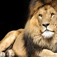 Buy canvas prints of Lion, Amsterdam Zoo by Phil Robinson