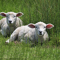 Buy canvas prints of Lambs by Phil Robinson