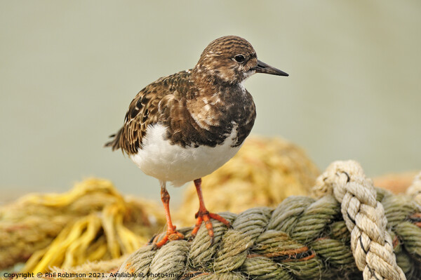 Turnstone on Rope Picture Board by Phil Robinson