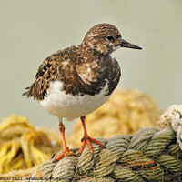 Buy canvas prints of Turnstone on Rope by Phil Robinson