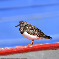 Buy canvas prints of Turnstone on a boat by Phil Robinson