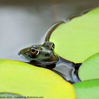 Buy canvas prints of Pool Frog (in a pool) by Phil Robinson