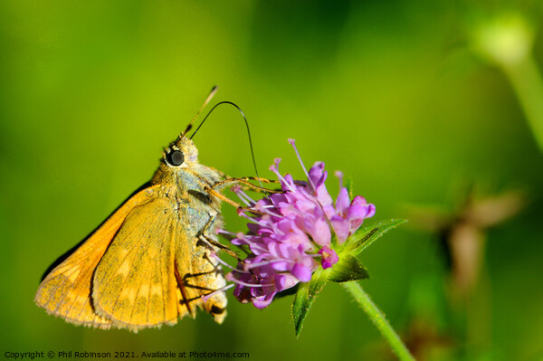 Large Skipper Butterfly Picture Board by Phil Robinson