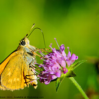 Buy canvas prints of Large Skipper Butterfly by Phil Robinson