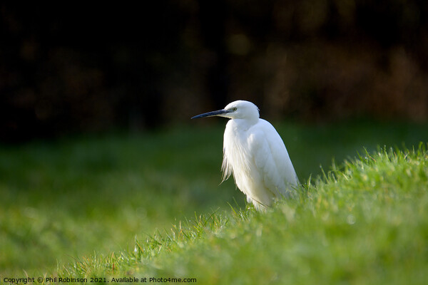 Little Egret 3 Picture Board by Phil Robinson