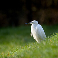 Buy canvas prints of Little Egret 3 by Phil Robinson